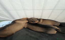 Dachshund dogs for sale: Wire haired Dachshund Teckel Puppies - Advert 8