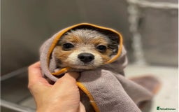 Pomeranian dogs for stud: Rare Blue & Tan Merle Pomeranian Stud– No Fee (£0) - Image 6