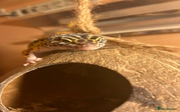 Leopard Gecko reptiles for sale: Female leopard gecko  - Advert 3