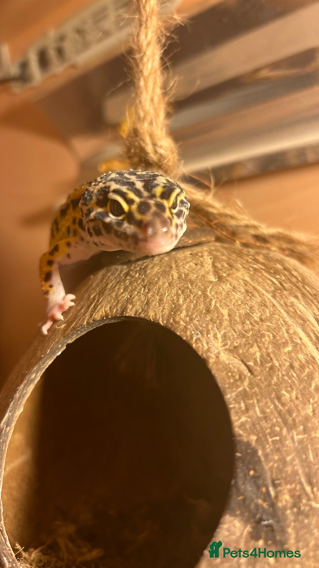 Leopard Gecko reptiles for sale: Female leopard gecko  - Advert 3