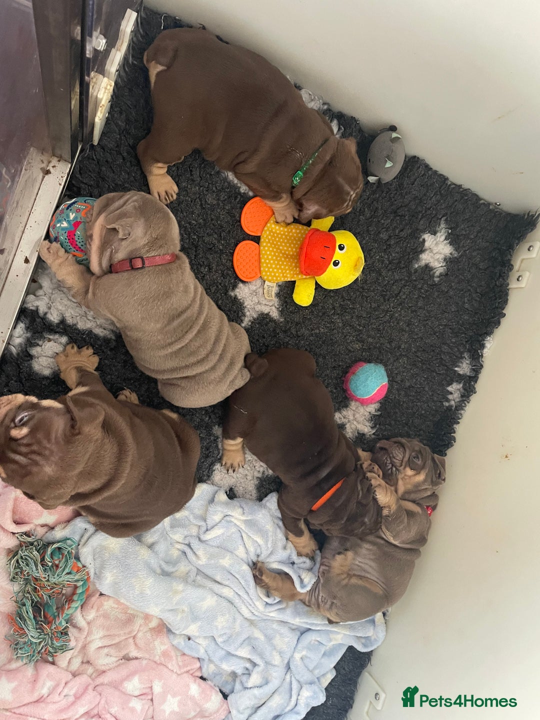 English Bulldog dogs for sale: Quality English bulldogs  - Image 4