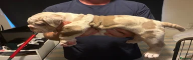 Olde English Bulldogge 2