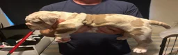 Olde English Bulldogge dogs for sale: 2 girl old English bulldog puppies - Advert 2