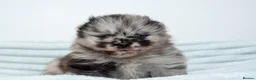 Pomeranian dogs for sale: Pomeranian puppy female  - Advert 20