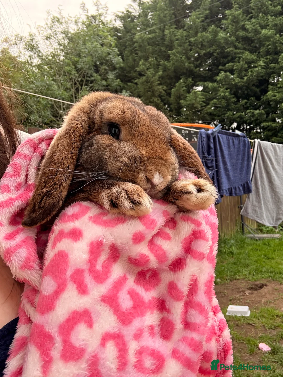 French Lop rabbits for sale: Harry  - Advert 1
