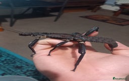 Stick Insects invertebrates for sale: Adult Eurycantha Calcerata Pairs - Advert 2