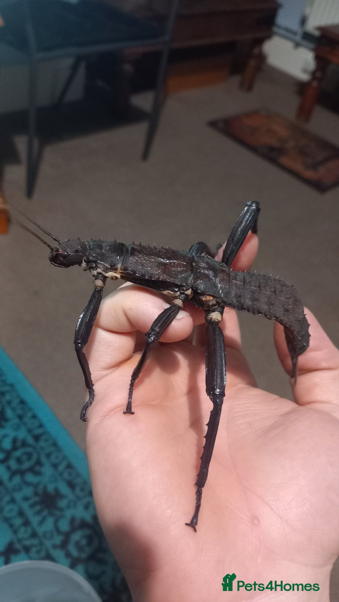 Stick Insects invertebrates for sale: Adult Eurycantha Calcerata Pairs - Advert 2