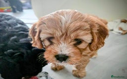 Cavapoo dogs for sale: Teddy bear F1 caverpoos  - Image 18