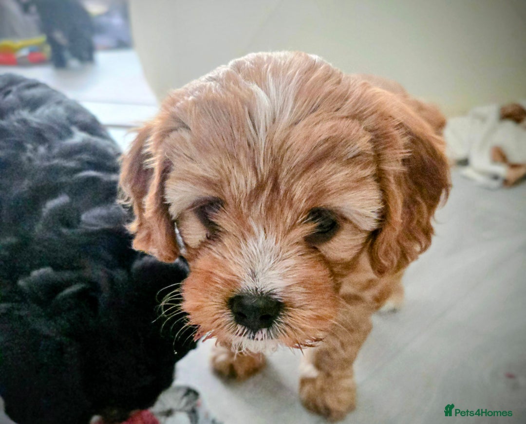 Cavapoo dogs for sale: Teddy bear F1 caverpoos  - Image 18