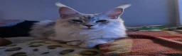 Maine Coon cats for stud: Milo Shaded stud ns11 - Advert 21