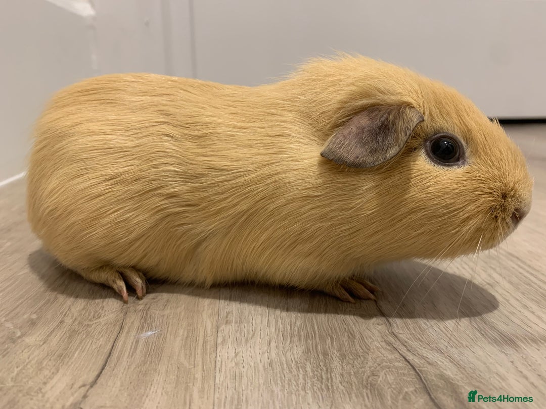 Guinea Pig rodents for sale: Re-Homing Two Young Guinea - Advert 5
