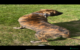 Mixed Breed dogs for sale: Very rare orange6month old tiger boy - Image 4