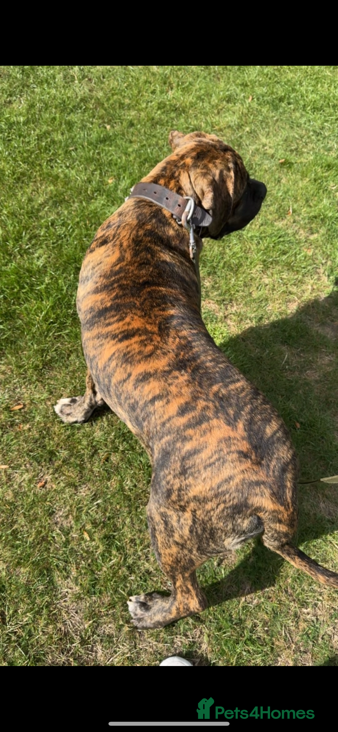 Mixed Breed dogs for sale: Very rare orange6month old tiger boy - Image 4