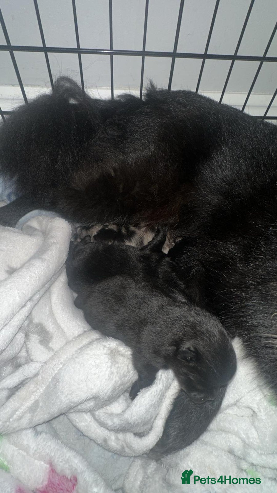 Pomeranian dogs for sale: One time only purebreed pom pups (blue merle gene) - Advert 5