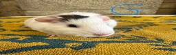 Guinea Pig rodents for sale:  Male guinea pigs for sale  - Advert 6
