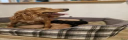 Cocker Spaniel dogs for sale: Adorable Working Cocker spaniel puppies in Rotherham - Advert 2