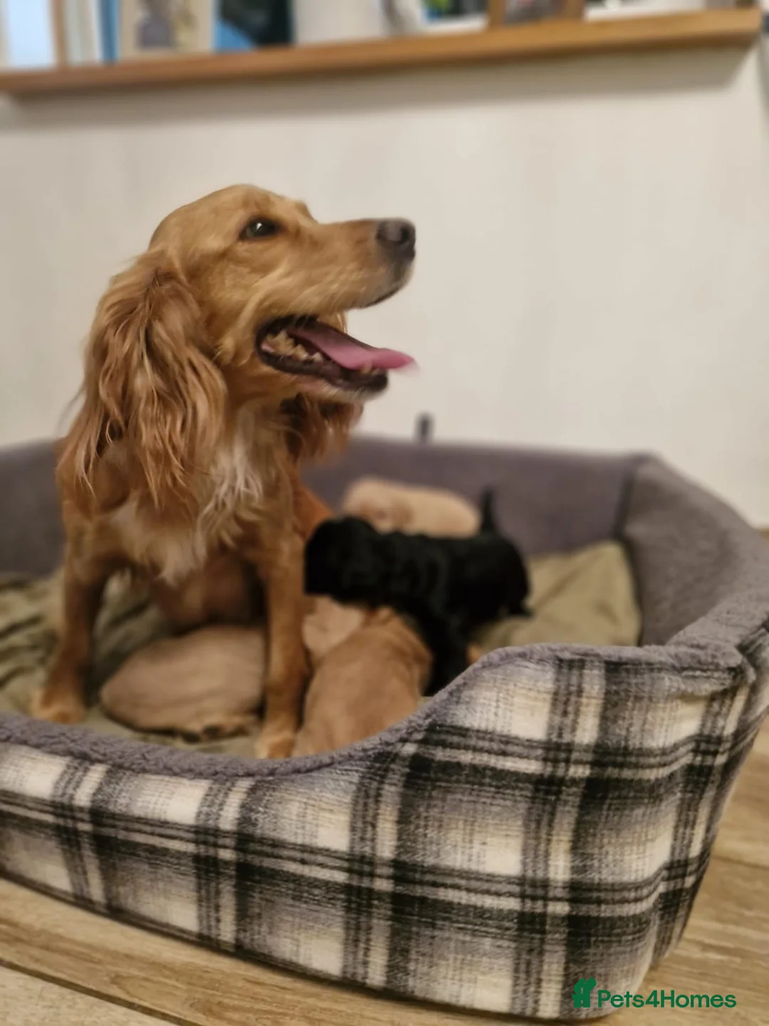 Cocker Spaniel dogs for sale: Adorable Working Cocker spaniel puppies in Rotherham - Advert 2
