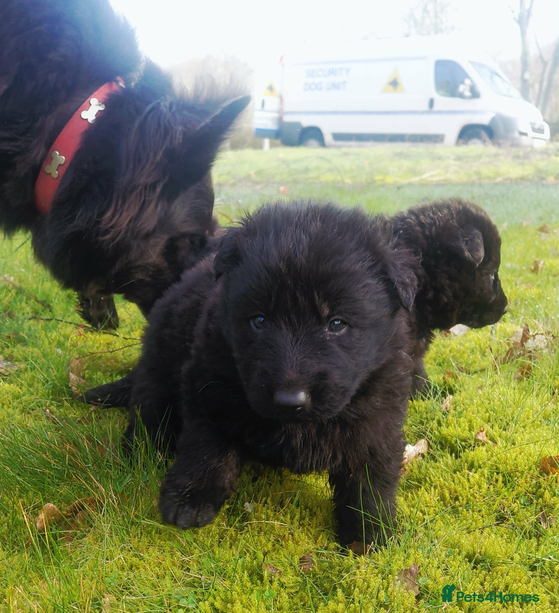 German Shepherd dogs KC Registered German Shepherd Puppies - Advert 1