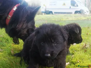 German Shepherd dogs KC Registered German Shepherd Puppies - Advert 2