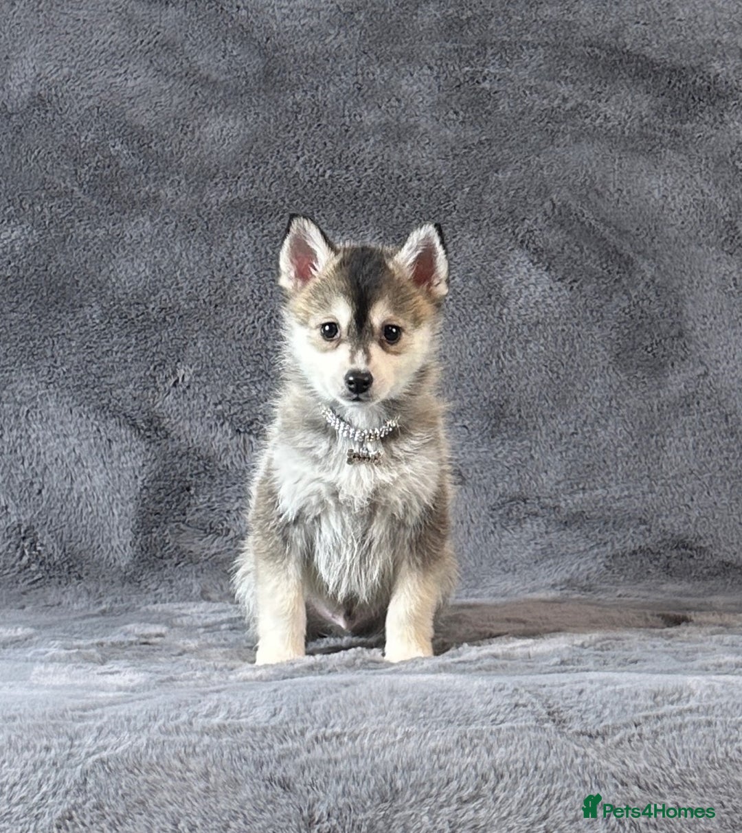 Pomsky dogs for sale: F3 blue eyes perfect husky markings Pomsky puppies - Advert 21