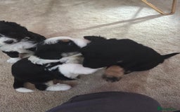 Bordoodle dogs for sale: F2 Bordoodle puppies - Image 10