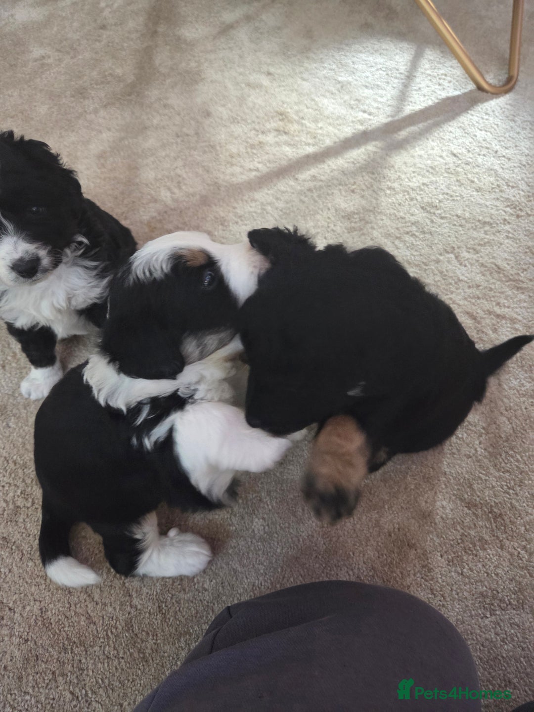 Bordoodle dogs for sale: F2 Bordoodle puppies - Image 10