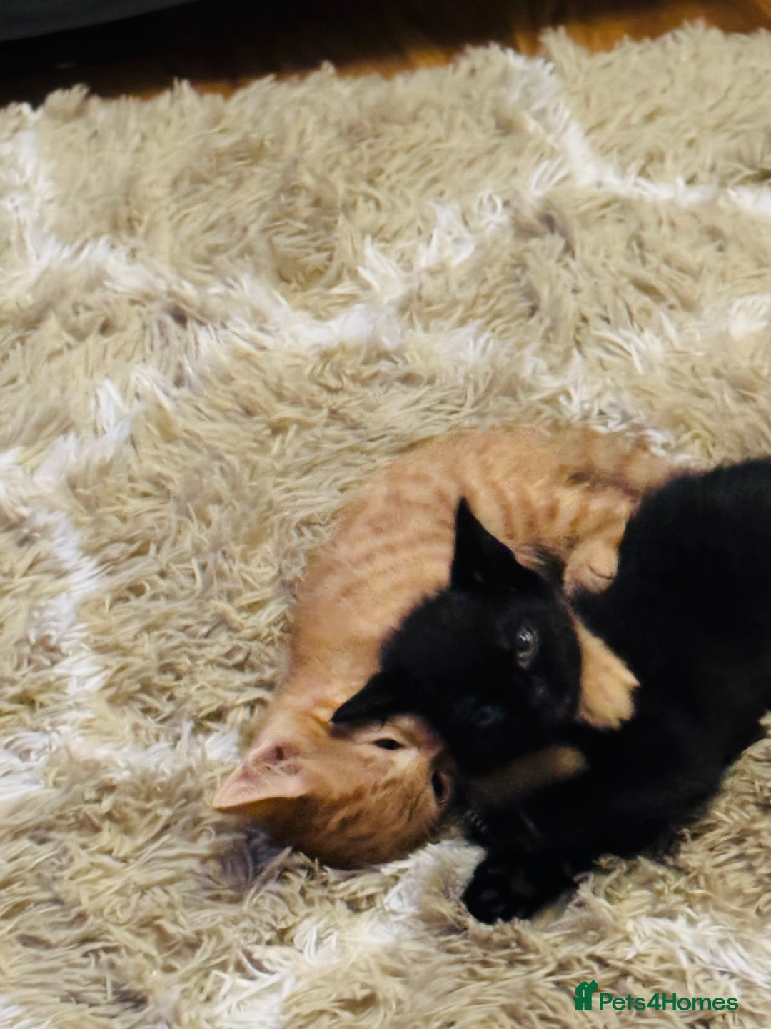 Mixed Breed cats for sale: Mixed breed kittens  - Advert 8