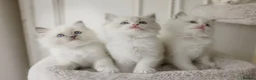 Ragdoll cats for sale: the Best Ragdoll kittens - Advert 9