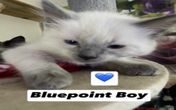 Ragdoll cats for sale: Pure breed Ragdolls  - Image 3