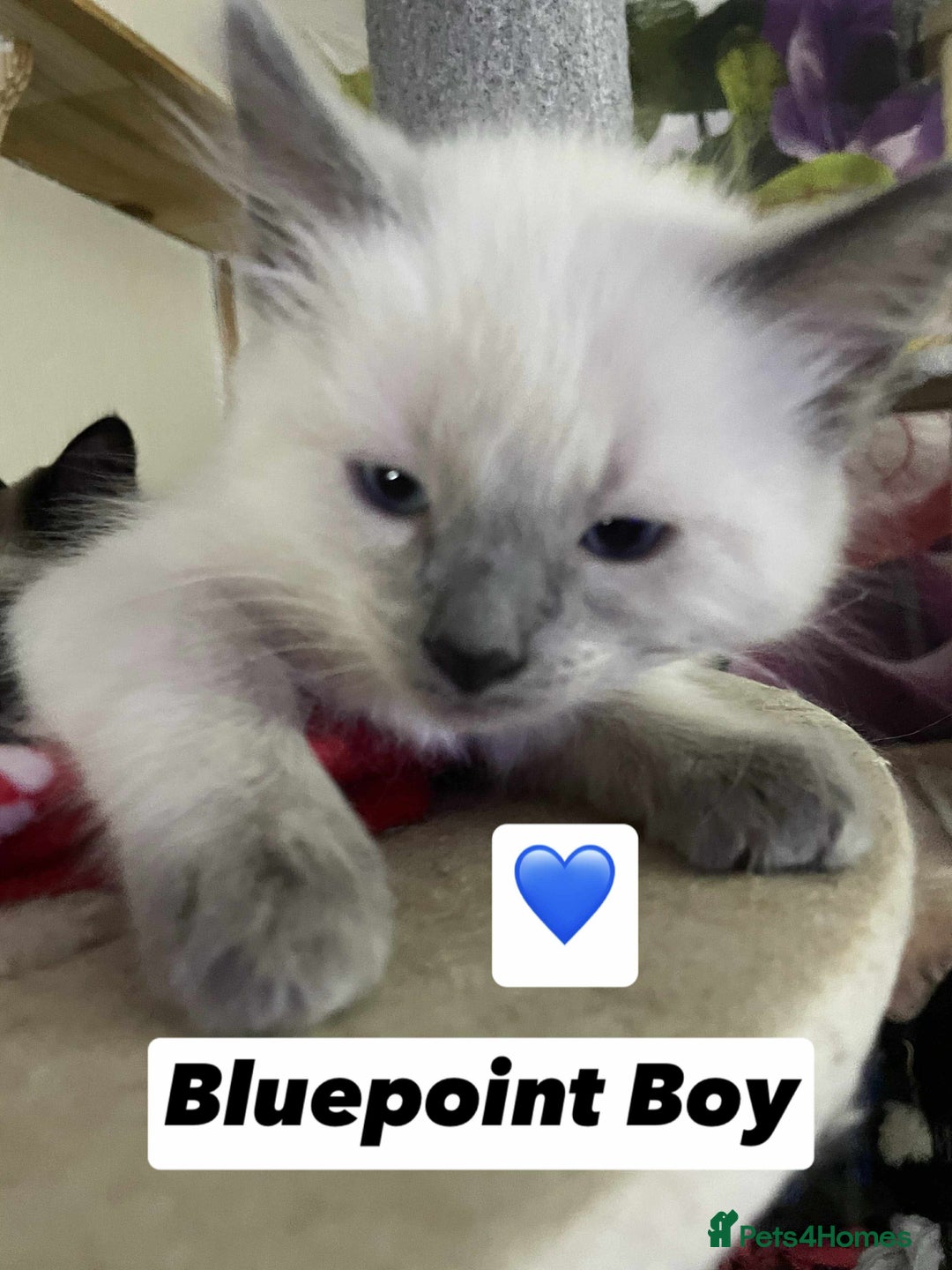 Ragdoll cats for sale: Pure breed Ragdolls  - Image 3