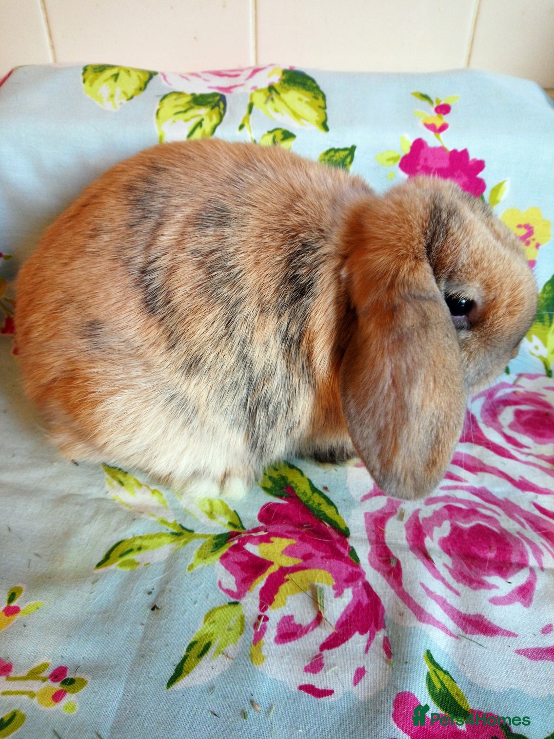 Mini Lop rabbits for sale: Pedigree Mini Lops - Advert 34