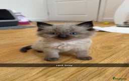Ragdoll cats for sale: Beautiful family reared Ragdoll kittens  - Image 9