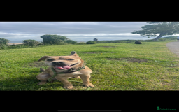 Mixed Breed dogs for sale: French bulldog X  - Image 2