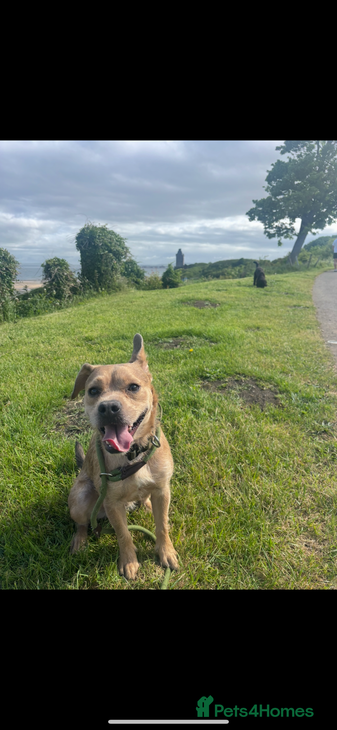Mixed Breed dogs for sale: French bulldog X  - Image 2