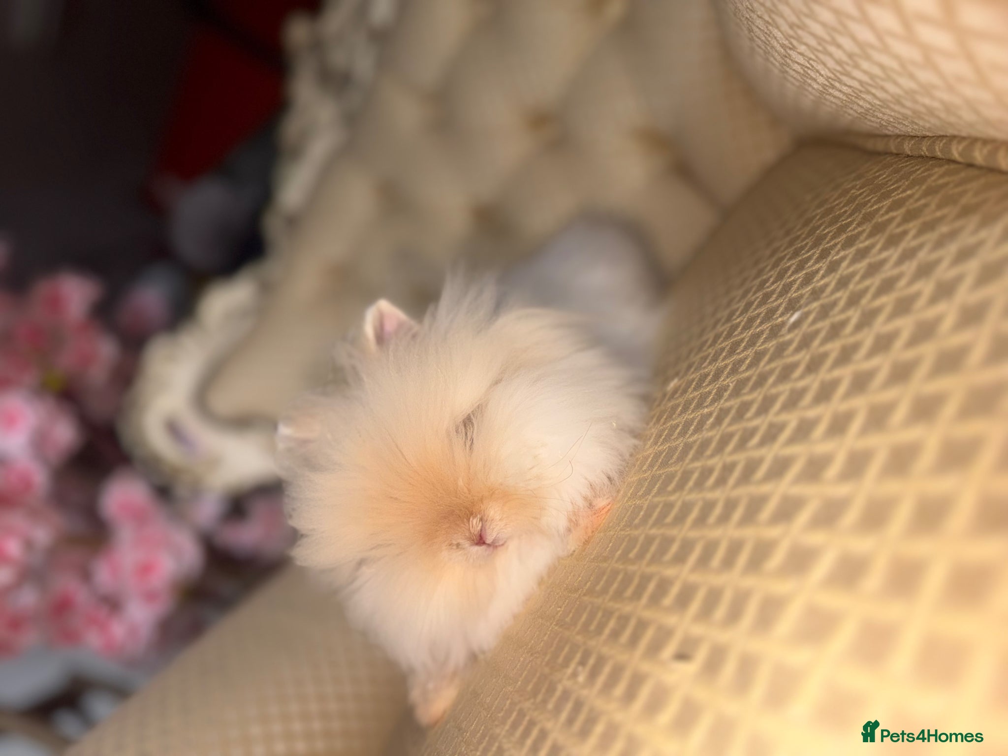 Angora rabbits Teddy dwerg doe available 🐰🤍✨  - Advert 1
