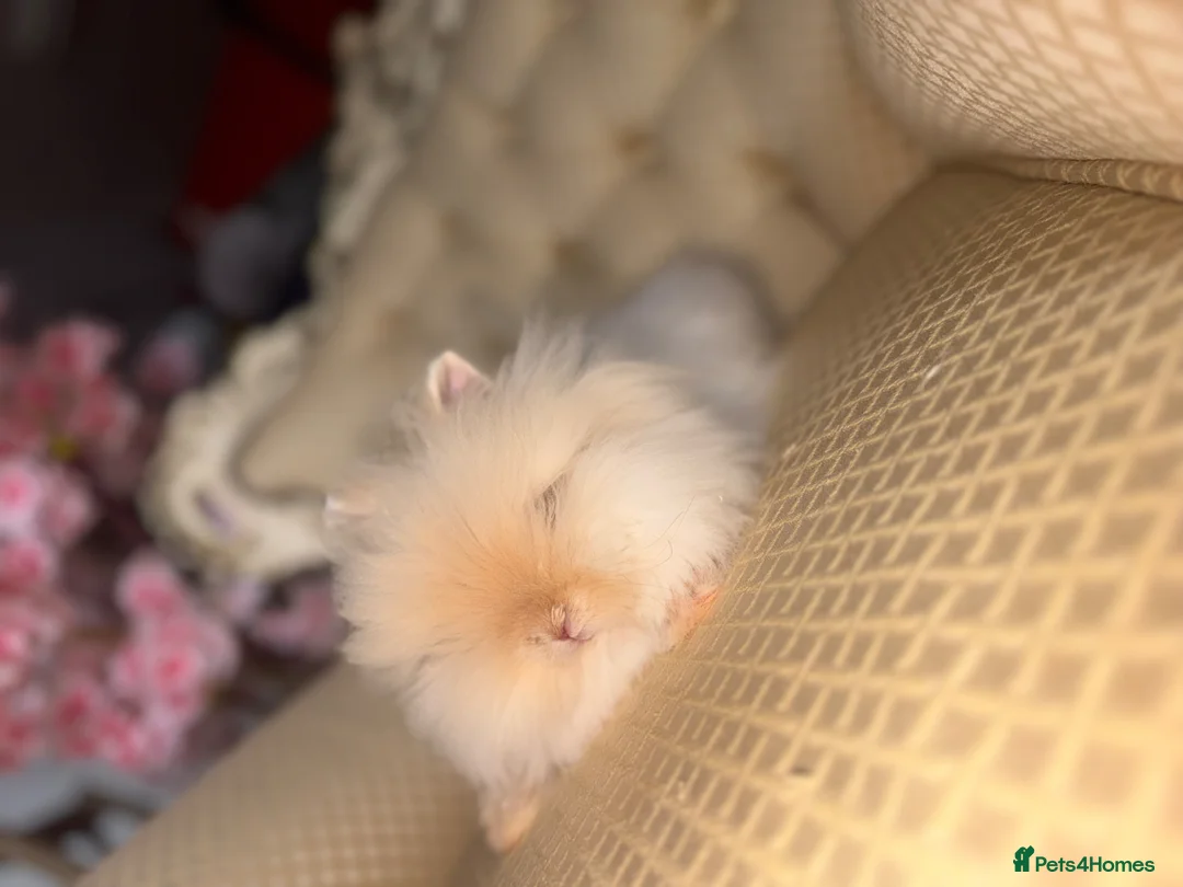 Angora rabbits for sale: Teddy dwerg doe available 🐰🤍✨  - Advert 1
