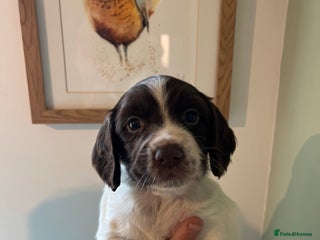 Sprocker dogs - Advert 16