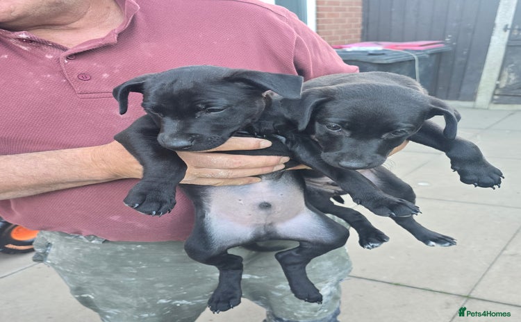 Mixed Breed dogs - Advert 2