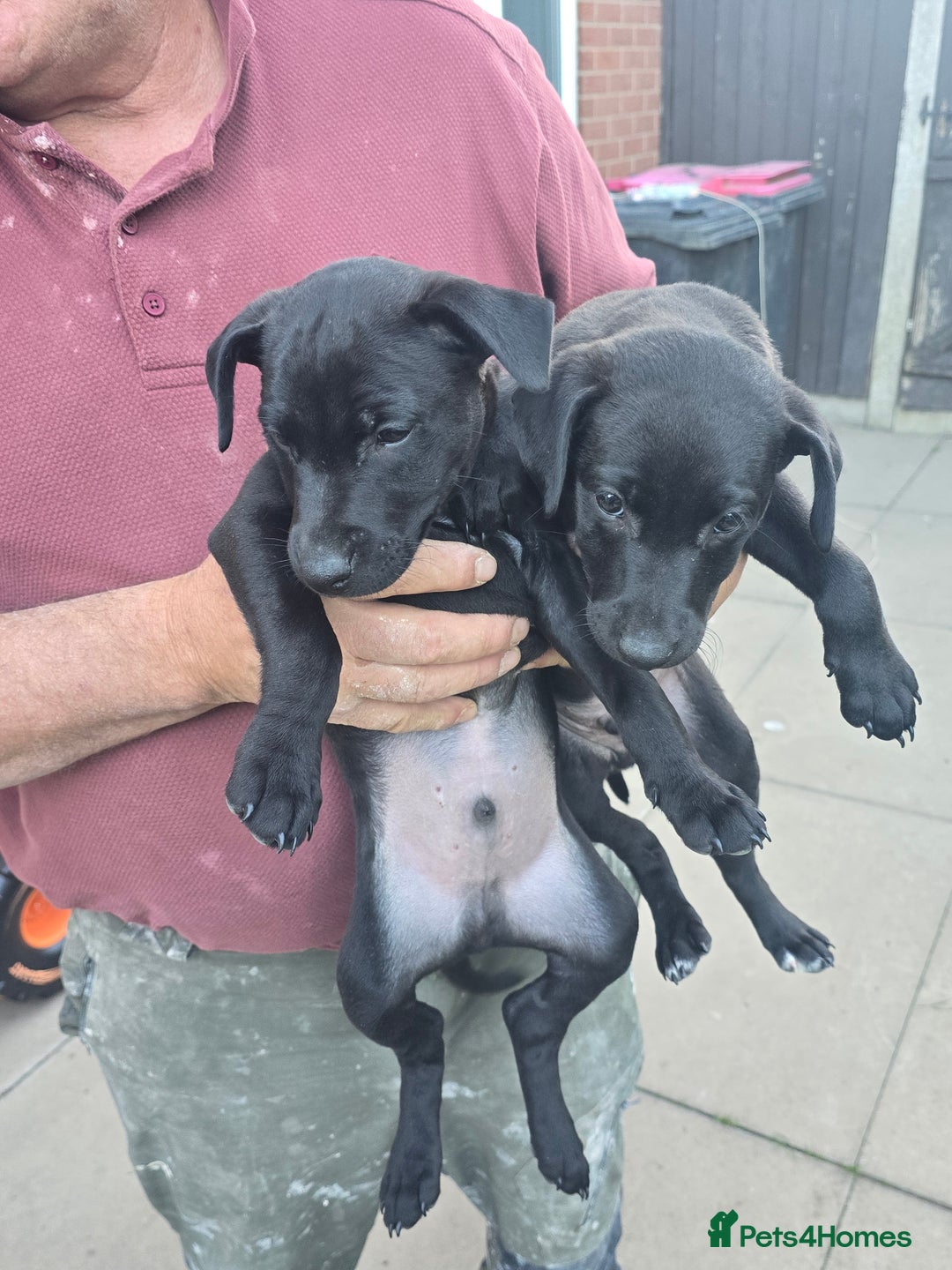 Mixed Breed dogs for sale:  Whippet × Patterdale Dog Pups - Image 1
