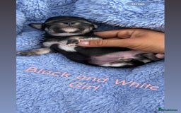 Chihuahua dogs for sale: KC Champion Lines Miniature Chihuahua Puppies - Image 18