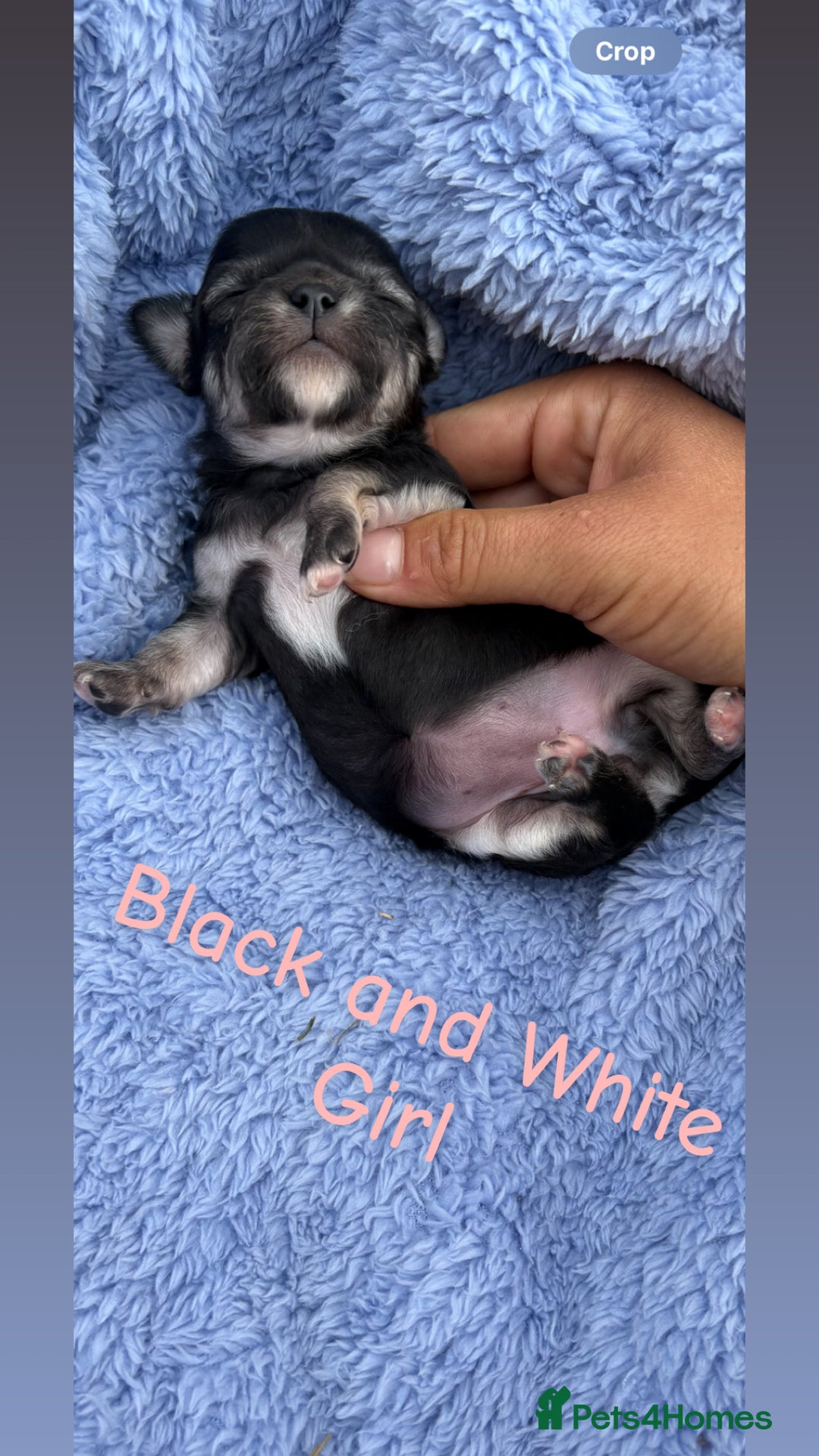 Chihuahua dogs for sale: KC Champion Lines Miniature Chihuahua Puppies - Image 18