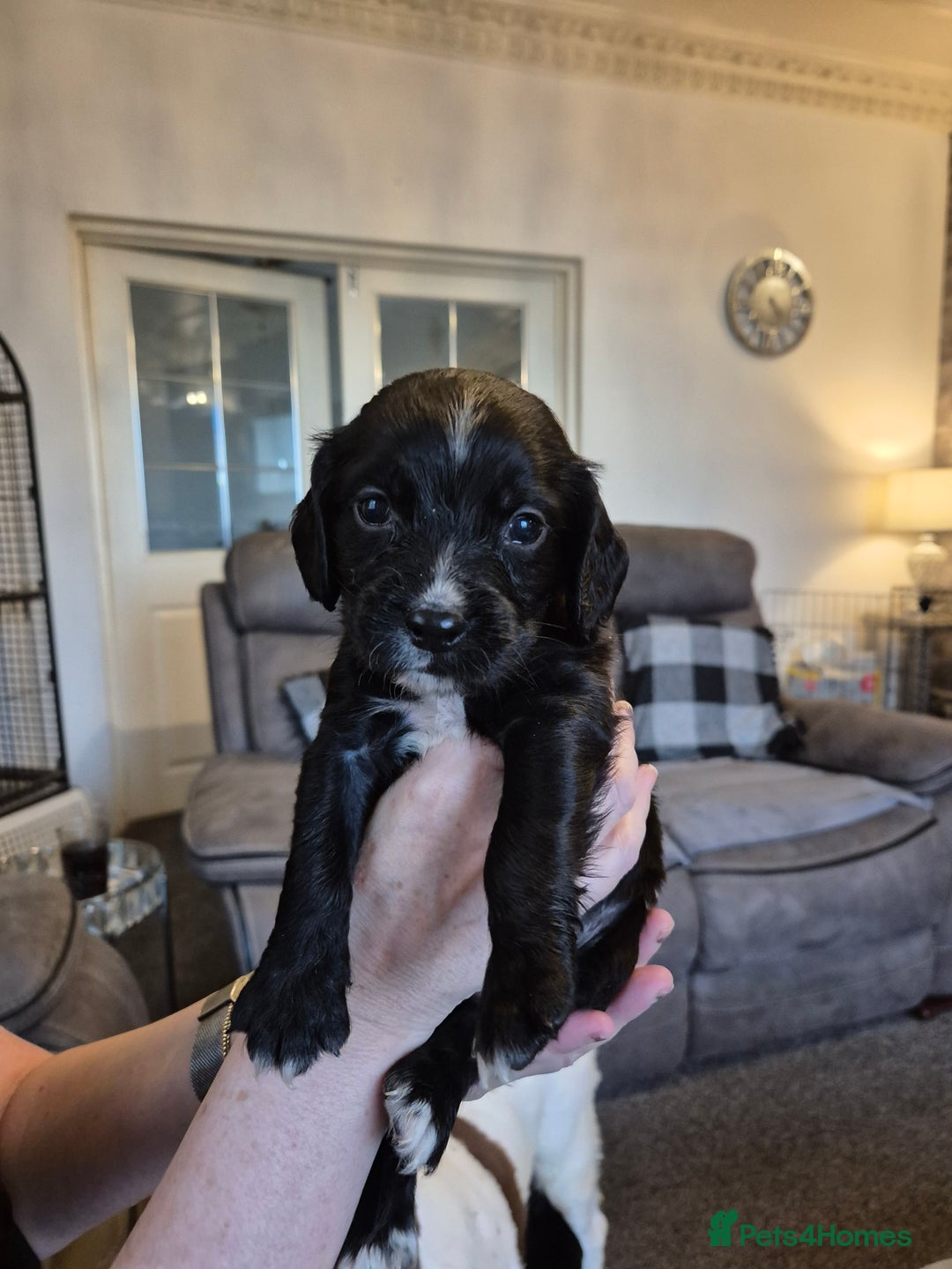 Sprocker dogs for sale: Sprocker puppies for sale - Image 2