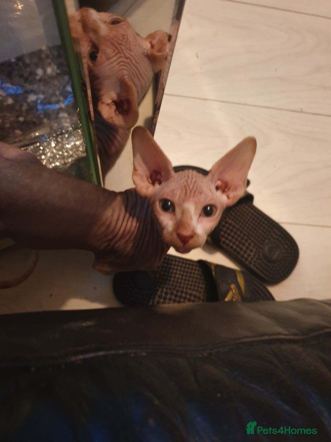 Sphynx cats for sale: 1 boy sphynx left ready for his forever home  - Advert 6