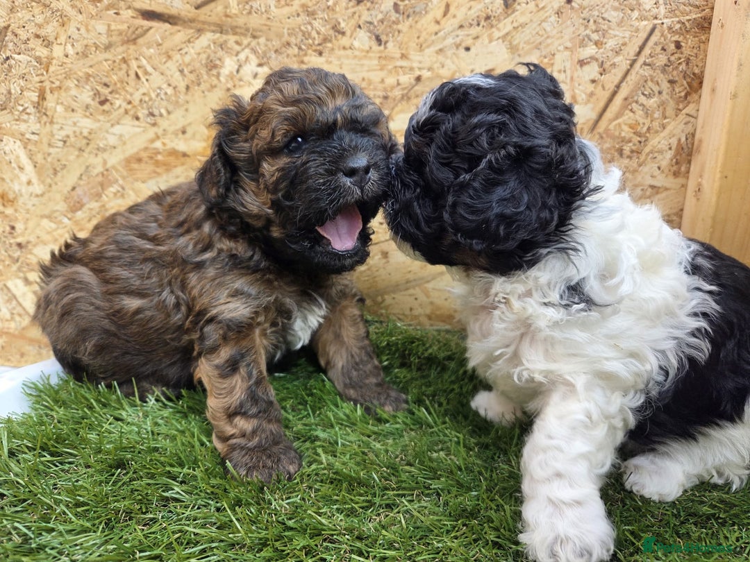 Shihpoo dogs for sale: F2 shihpoo puppies. - Image 29