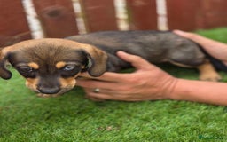 Mixed Breed dogs for sale: Husky cross dashound  - Image 10
