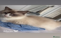 Ragdoll cats for sale: Seven Beautiful Pure Breed Ragdoll Kittens🤍 - Image 6