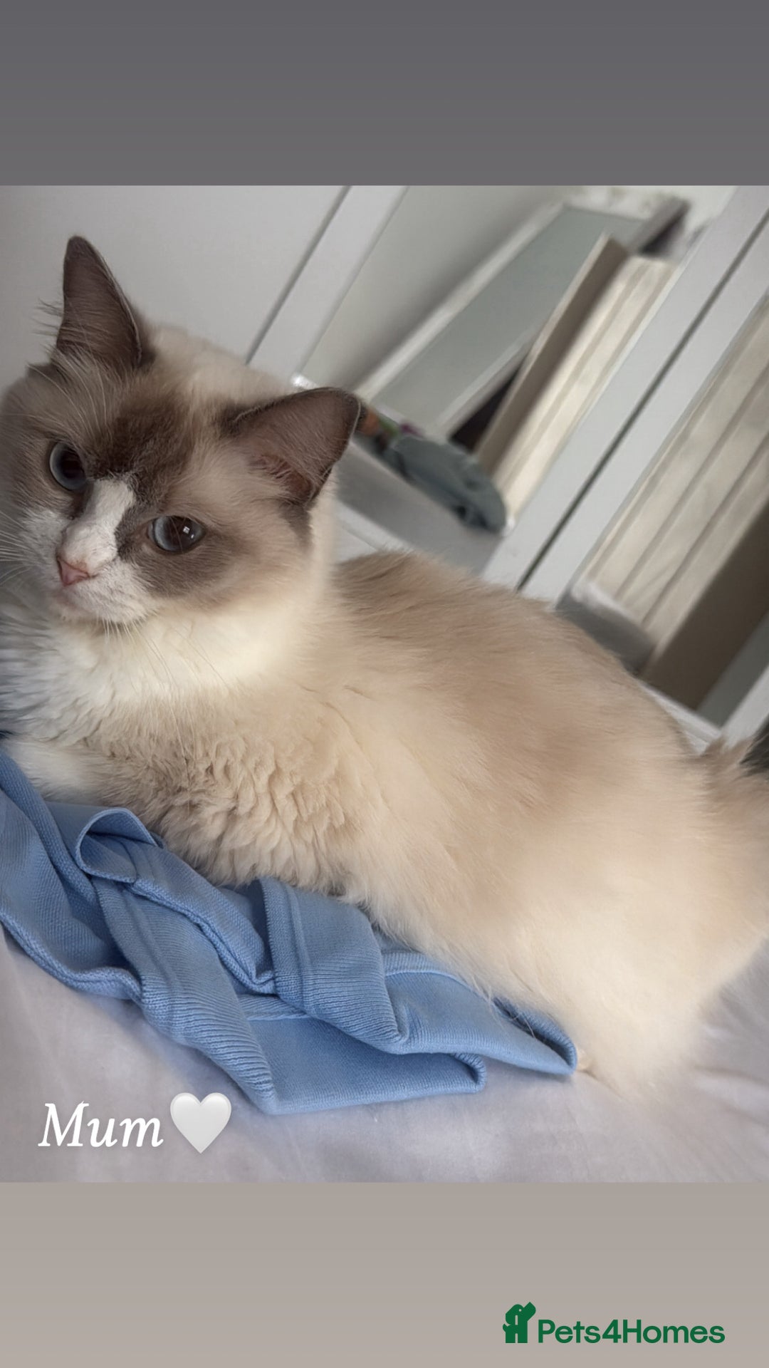 Ragdoll cats for sale: Seven Beautiful Pure Breed Ragdoll Kittens🤍 - Image 6