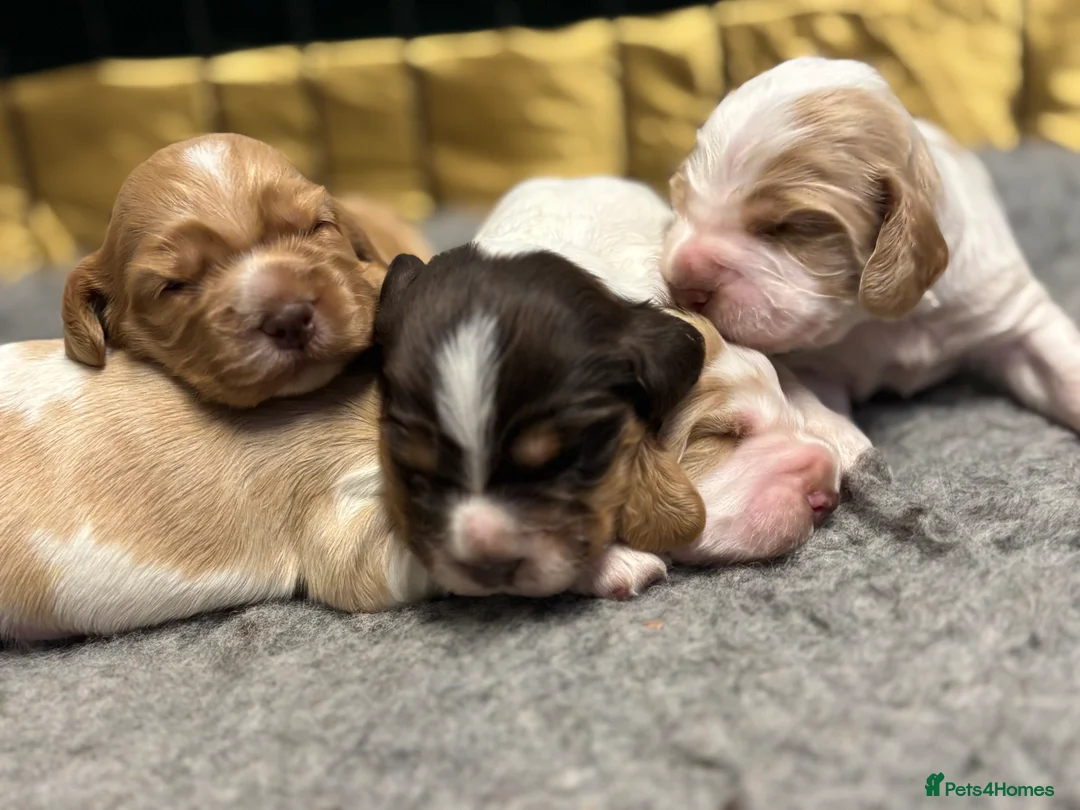 Cocker Spaniel dogs for sale: ✨ Cocker Spaniel Puppies ✨ - Advert 16