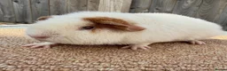 Guinea Pig rodents for sale: Teddy guinea pigs  in Carlisle - Advert 3