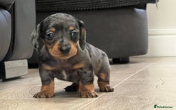 Miniature Dachshund dogs for sale: Last boy KC REG PRA CLEAR - Image 14